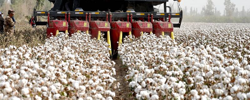 棉花高产技术，首先根据棉田土壤状况选择品种