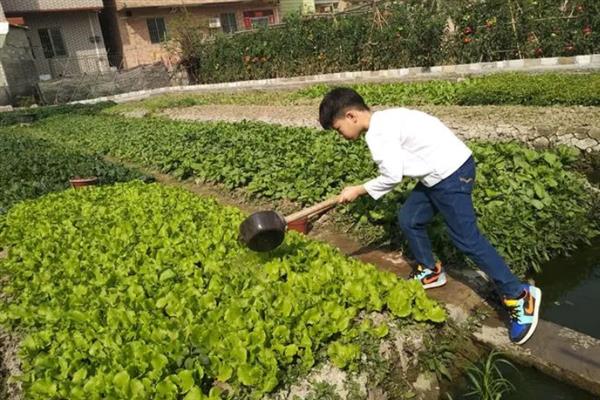 生菜种子的催芽方法，先浸种6-7小时