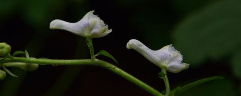 天鹅花有没有毒，是一种有剧毒的植物