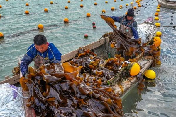 荣成海带为什么产量大，因为当地自然海域环境优越