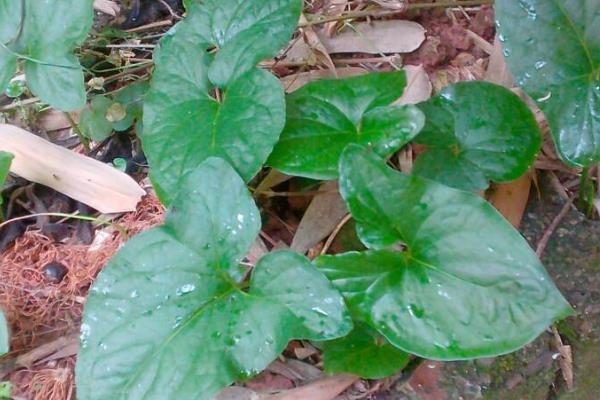 土半夏简介，是多年生草本植物