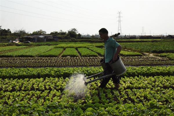 大白菜的追肥方法，可撒施、冲施或埋施