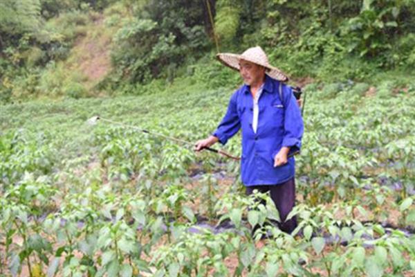 大棚辣椒结果少的原因，可能是施肥过多或植株徒长所致