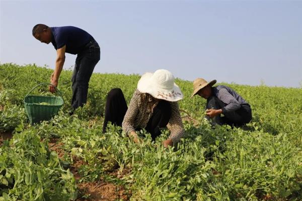 豌豆怎么种植，每穴点播2-6粒种子