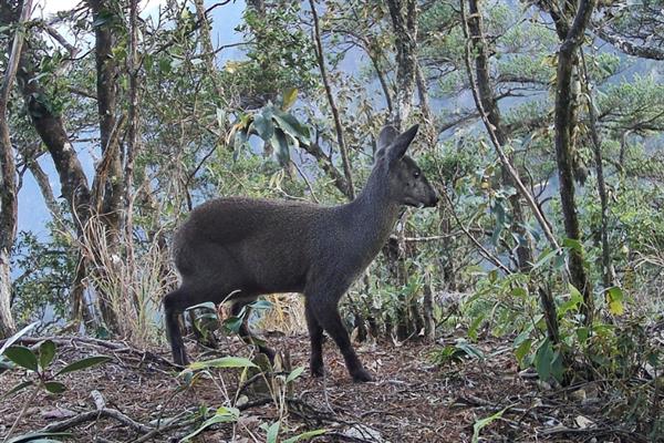 林麝适合养在中国哪些地方，以四川、山西、陕西等省份为宜