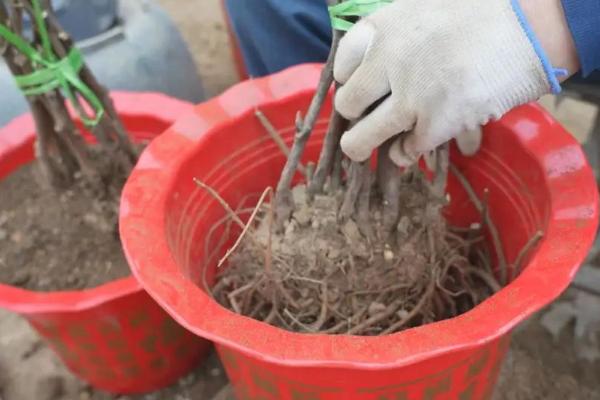 牡丹花的养护管理方法，每隔3-4年为其更换一次新的盆土