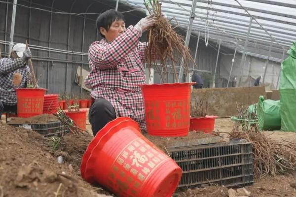 牡丹花的养护管理方法，每隔3-4年为其更换一次新的盆土