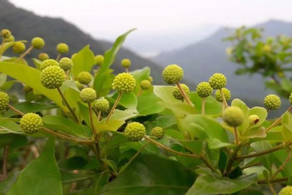 藿香蜜的简介，具有甜润适口的味道