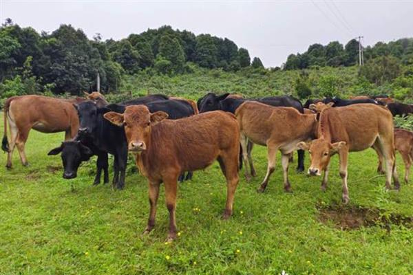 50斤牛头的出肉量，一般能达到17-25斤左右