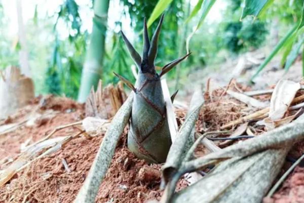 竹笋的品种介绍，常见的有尖头青笋、毛竹笋等