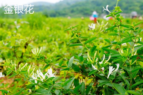 金银花与断肠草的区别是什么，枝叶形态和花朵特征均不同