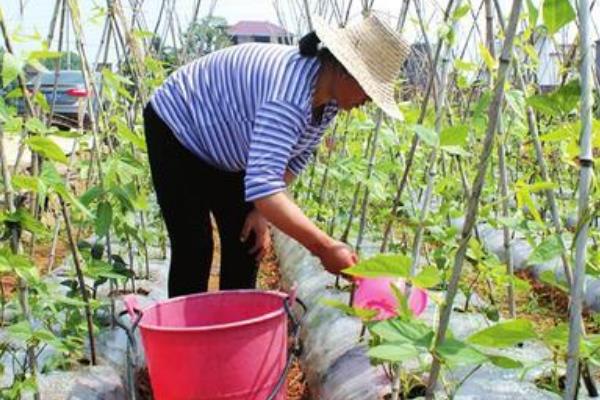 豆角的产量为什么很低，管理不当、天气差、用药不当等原因都会导致