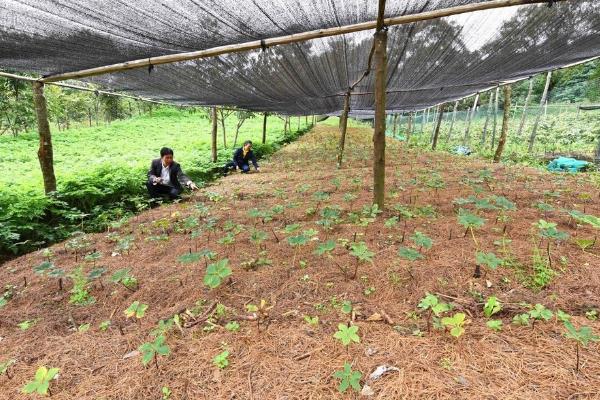 怎么种植重楼，在每年的一月份播种育苗