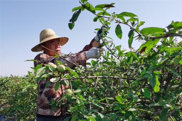 宣木瓜灰霉病怎么防治，降低棚内湿度可减少病菌滋生