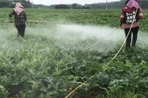 种植西瓜怎么防治病害，根据病害类型喷施针对性药物