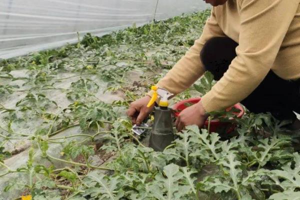 种植西瓜怎么防治病害，根据病害类型喷施针对性药物