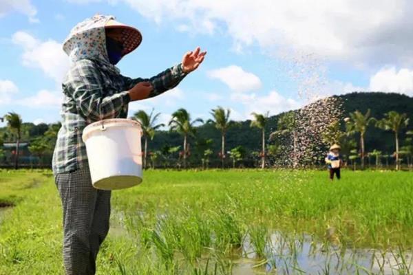 硼肥的作用，可促进种子和果实的发育、增强作物的抗逆能力