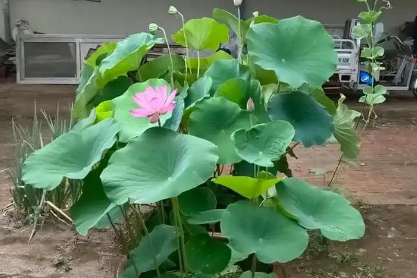 荷花的简介，属于多年水生植物