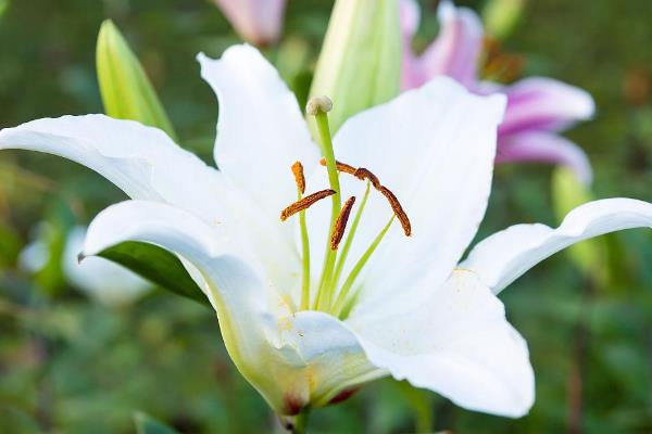 白百合花的花语，寓意优雅纯洁、庄严高贵等