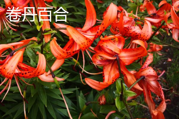 白百合花的花语，寓意优雅纯洁、庄严高贵等