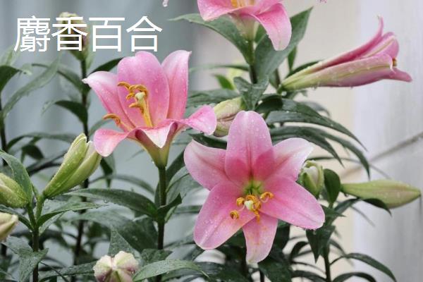 白百合花的花语，寓意优雅纯洁、庄严高贵等