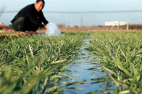 双千一号小麦品种简介，植株高度在65cm