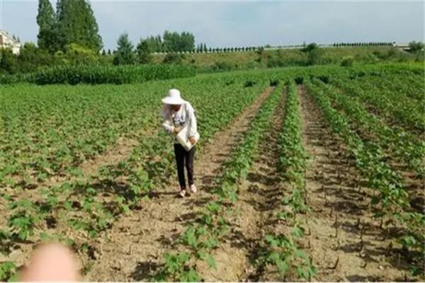 棉花高产技术，首先根据棉田土壤状况选择品种