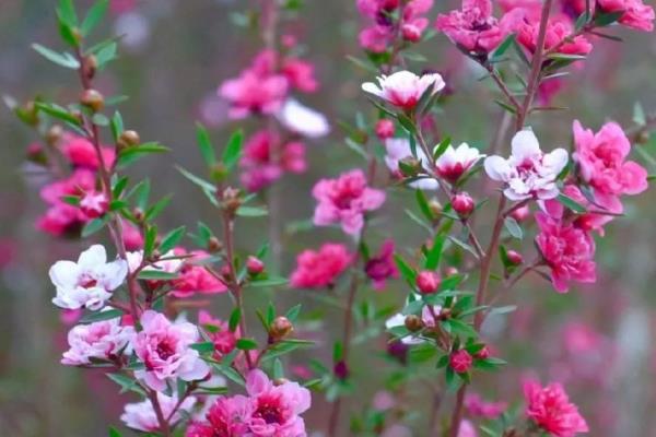 松红梅一年开花几次，松红梅一年开一次花