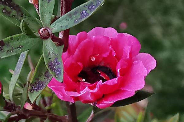 松红梅一年开花几次，松红梅一年开一次花