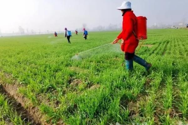 如何收割倒伏的小麦，在收割机上加装扶倒器可正常收获