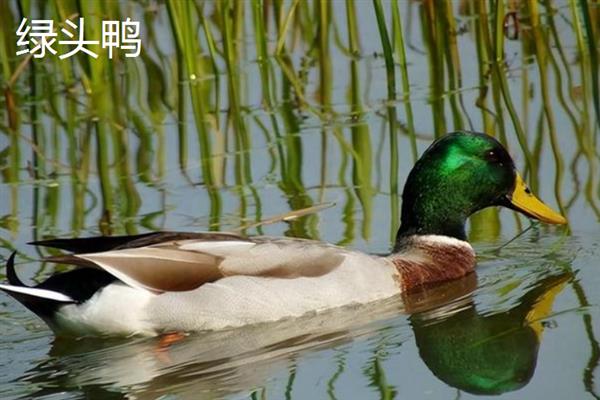 绿头鸭是不是国家保护动物，绿头鸭是国家保护动物