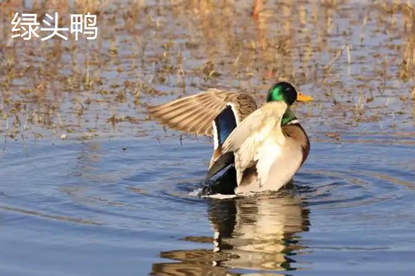 绿头鸭是不是国家保护动物，绿头鸭是国家保护动物