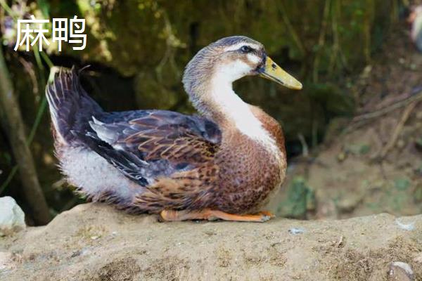 绍兴麻鸭的养殖周期多长，通常饲养六七十天便可上市