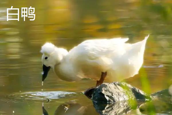 绍兴麻鸭的养殖周期多长，通常饲养六七十天便可上市