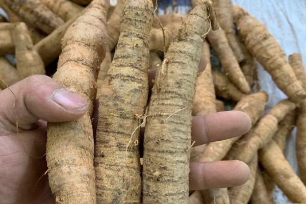 野生牛大力和人工栽培牛大力的区别，外观、药效均不同