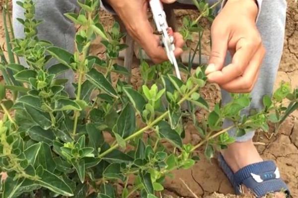 金银花的管理方法，每年中耕除草3-4次