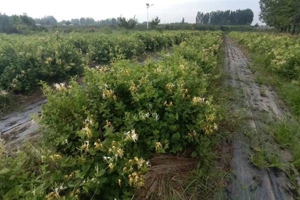 金银花的管理方法，每年中耕除草3-4次