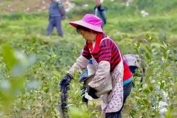 夏季茶园的管理方法，可以给茶园铺草做肥料