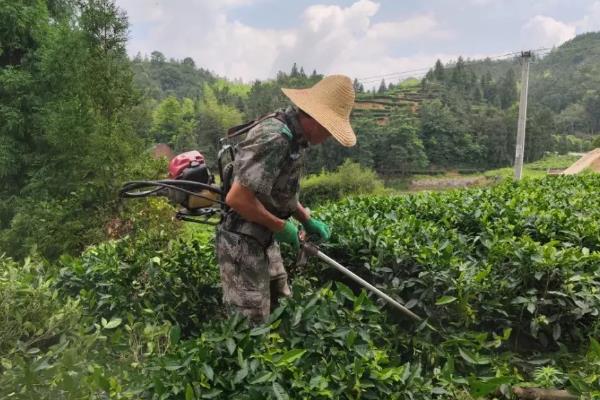 夏季茶园的管理方法，可以给茶园铺草做肥料