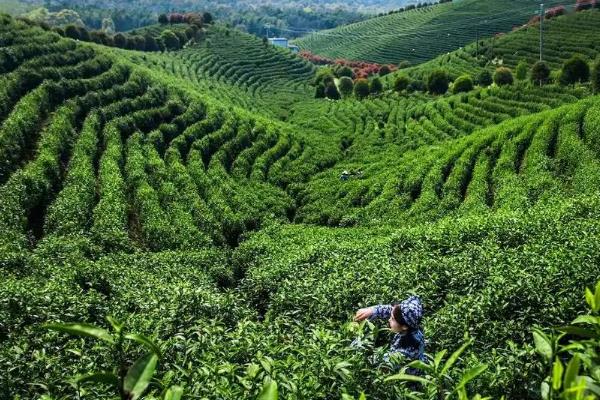 夏季茶园的管理方法，可以给茶园铺草做肥料