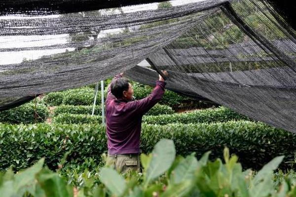 夏季茶园的管理方法，可以给茶园铺草做肥料