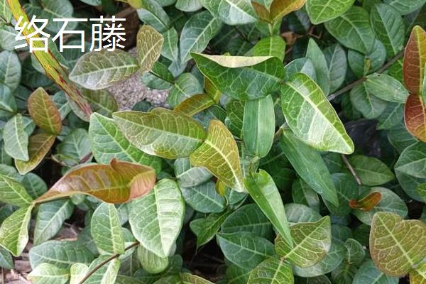 小暑的代表植物，有睡莲、掌叶半夏等