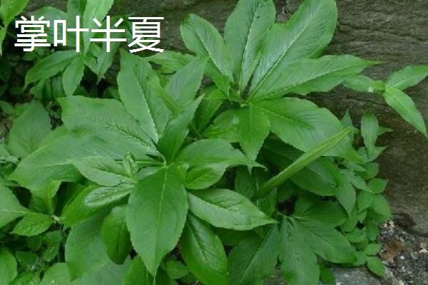 小暑的代表植物，有睡莲、掌叶半夏等