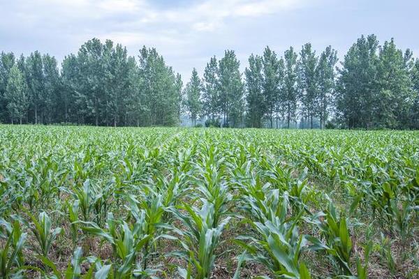 小暑的代表植物，有睡莲、掌叶半夏等