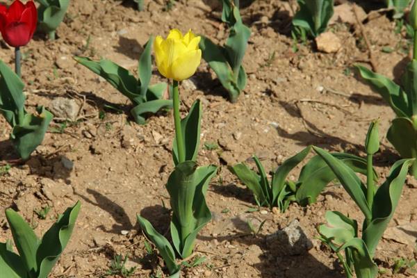 郁金香的生长期有几个，分为种球发育分化、植株生长开花这2个时期