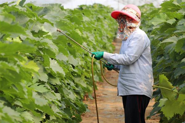 怎么防治冬瓜的常见病虫害，根据病虫害的类型使用对应药物