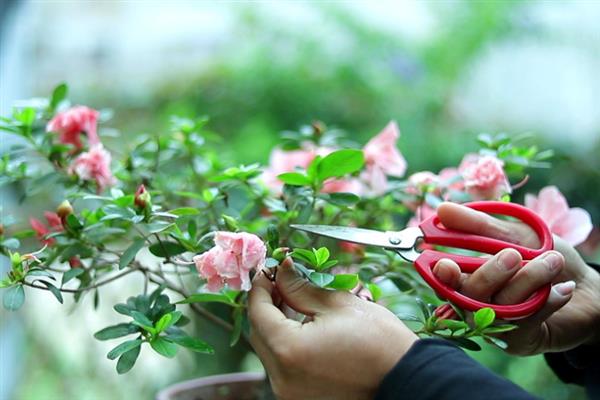 杜鹃花开败后怎样修剪，将开败的残花、残枝都剪掉