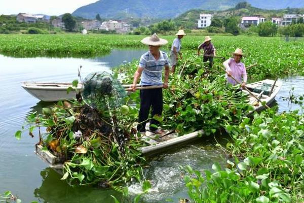 如何治理水葫芦，可机械消除 也可人工清除