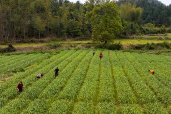 蒜苗的收获时间，一般为4-5月份