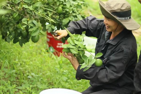 柠檬常见病虫害有哪些，常见的有溃疡病、树脂病等